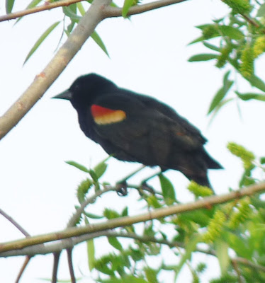 male redwing