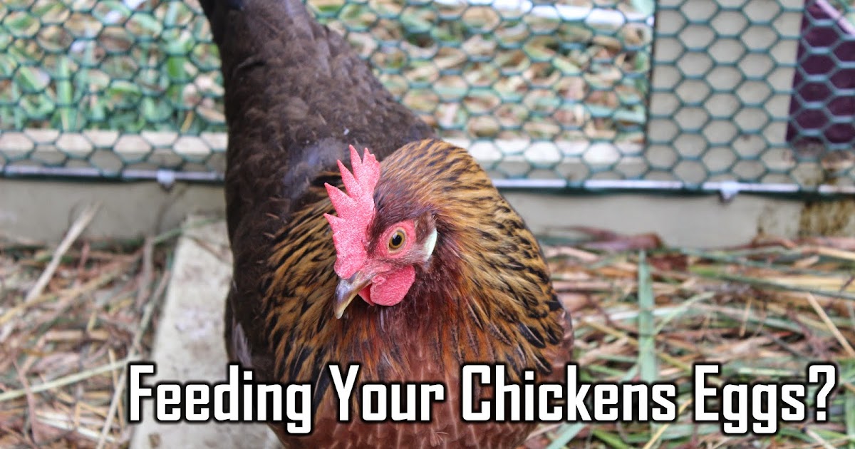 Raising Chickens Feeding Chickens Eggs Nutrition Part 1
