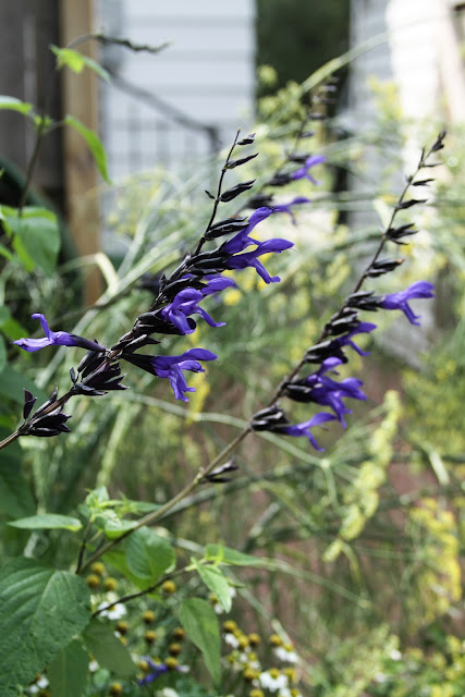 black and blue salvia, fennel, garden flowers, late summer flowers, Anne Butera, My Giant Strawberry