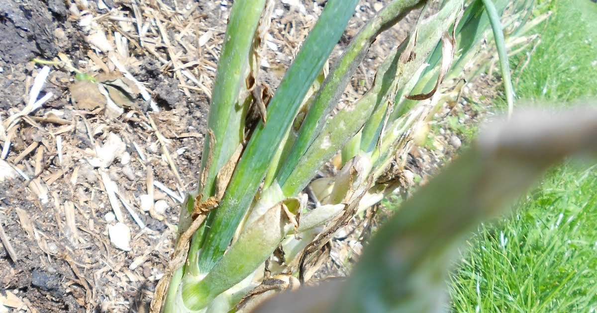 My Allotment what is eating my onion tops?