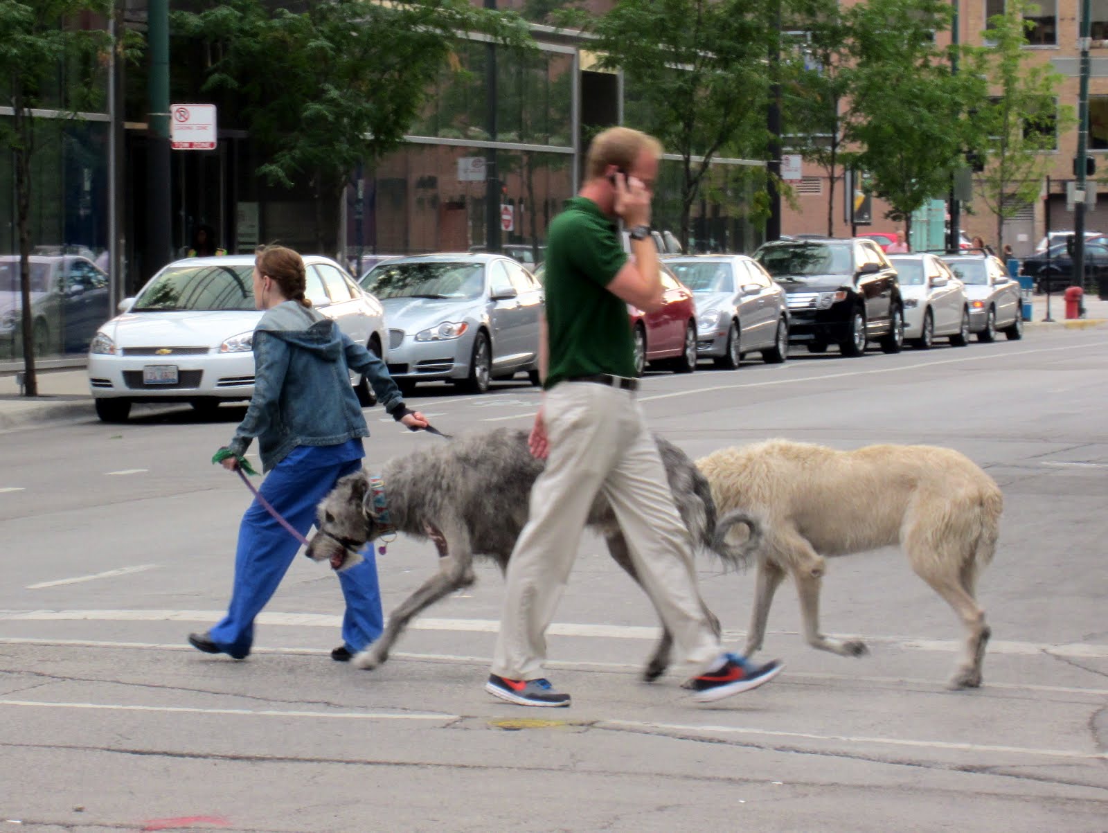 Giant Dog Pictures