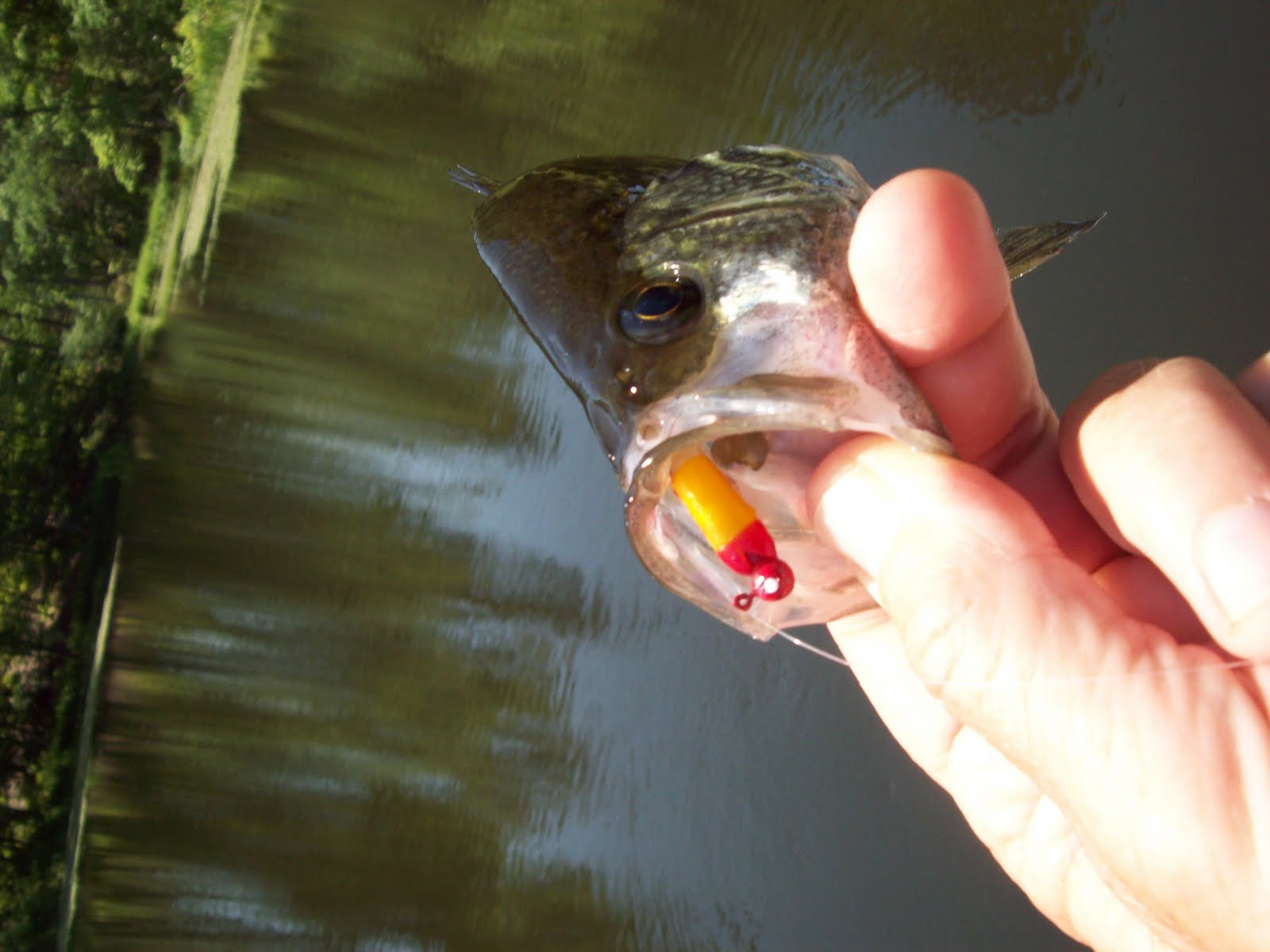 Fishing Through Life Jigger Pole, Spider Trolling, & Micro Light