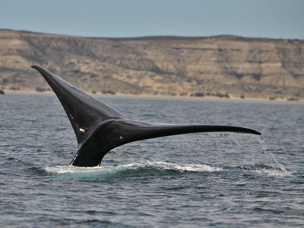 rencontre avec une baleine en kayak