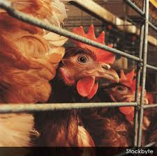Como criar Gallinas ponedoras Como criar Gallinas ponedoras