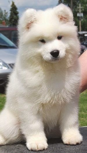 most cutest puppies puppy and most cutest puppies puppy and