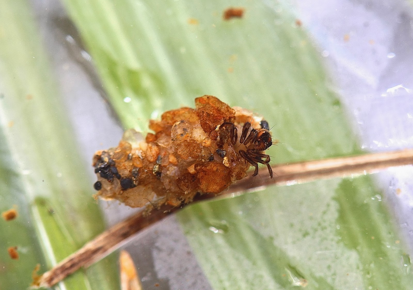 Aquatic Insects of Central Virginia The Uenoid caddisfly season begins