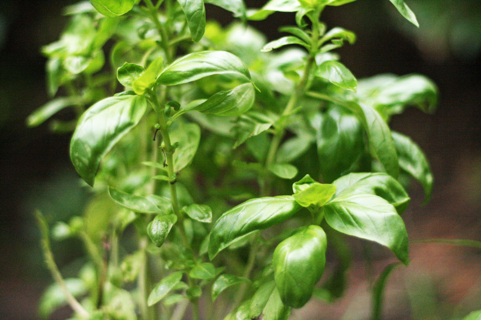 Polkadot Lane Make Grow Thrift Homemade Basil Pesto