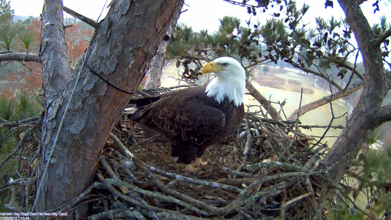 Harrison Bay State Park Eagle Cam: Harrison Bay Eagle Cam 2013