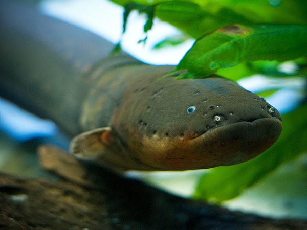 Electric Eel Animal Wildlife