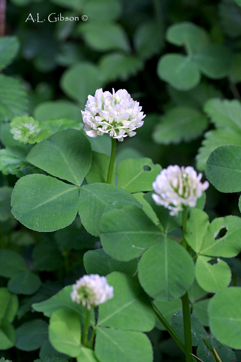 The Buckeye Botanist Running Buffalo Clover, Orchids and a Native Honeysuckle, Oh My!