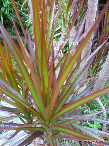 Dracaena marginata Missouri Botanical Garden