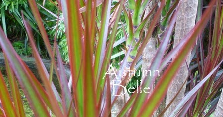 BBC Gardening Plant Finder Dracaena Madagascar