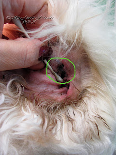 dogs grooming furry pet bad fingers rest could