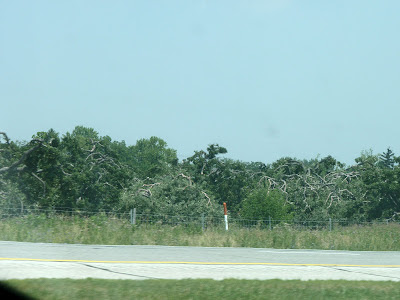 trees