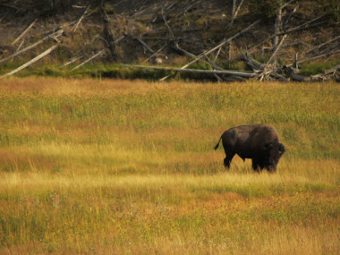 Buffalo in yellowstone