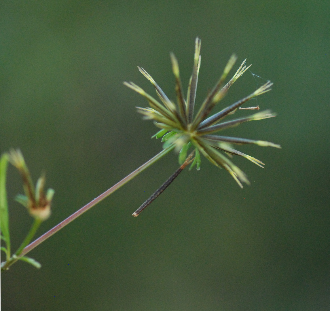 Gaia Garden Spanish Needles