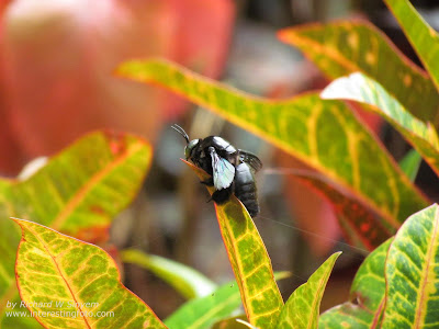 Big Black Bumble Bee