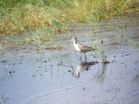 Willet