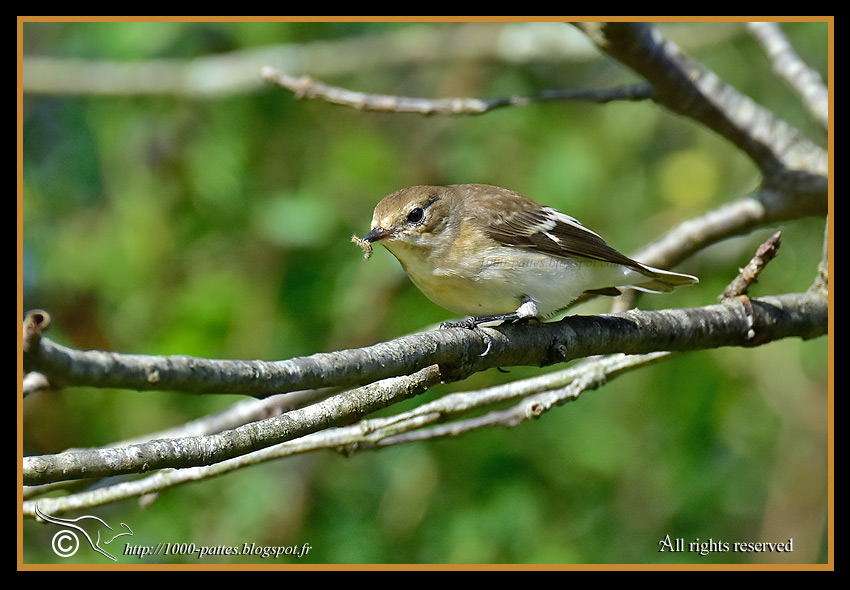 Ficedula hypoleuca - http://1000-pattes.blogspot.com/