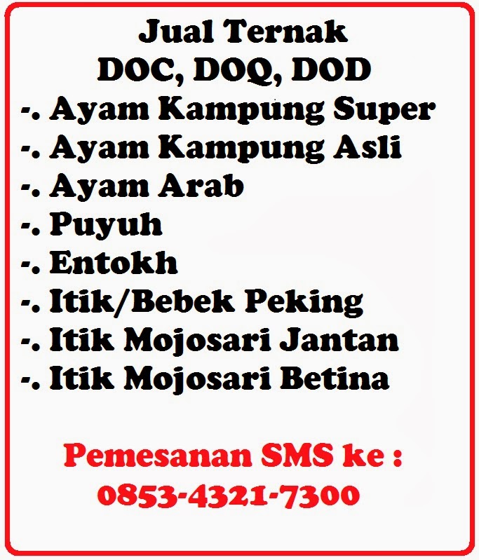 distributor ternak unggas ayam kung the knownledge distributor ternak unggas ayam kung the knownledge
