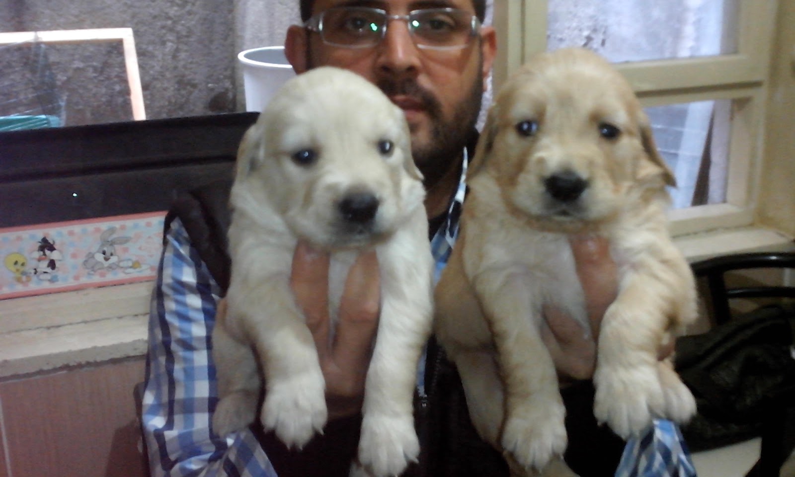 Yavru Beyaz Golden Retriever resimleri Yavru Beyaz Golden Retriever resimleri