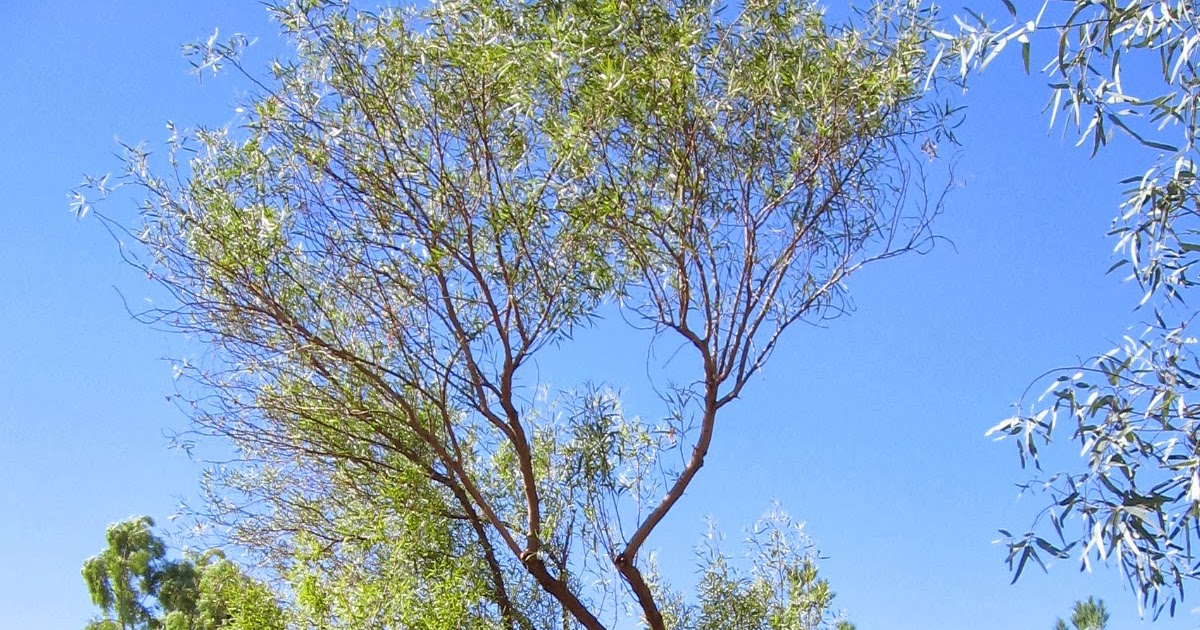 Xtremehorticulture of the Desert African Sumac Limb Dieback Probably from Disease and Wet Soils