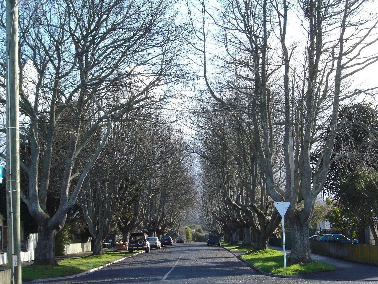 38. Exile in New Zealand Oak trees