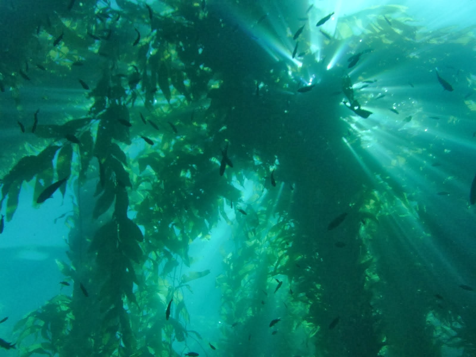 Giant kelp Catalina