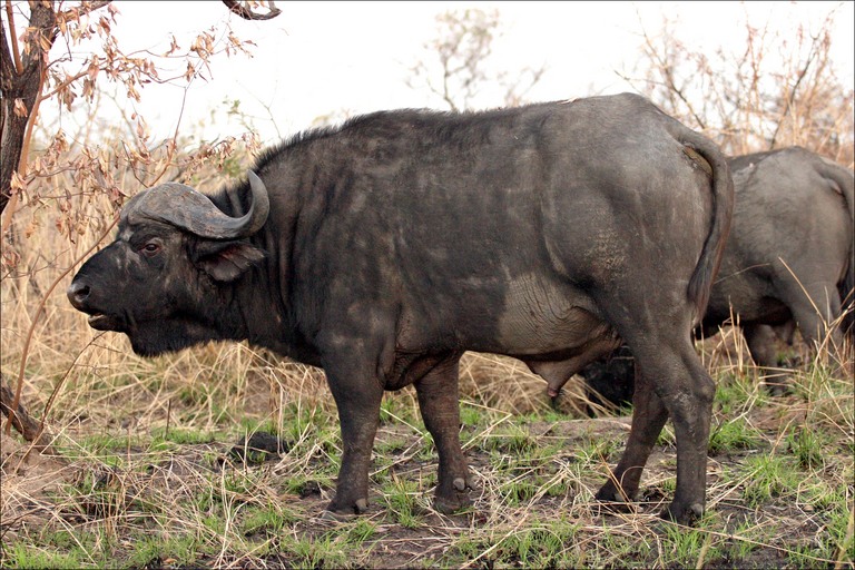 Animal World - All about AFRICAN BUFFALO around the world.