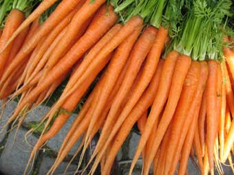 una radice ricca di proprietà: la carota.