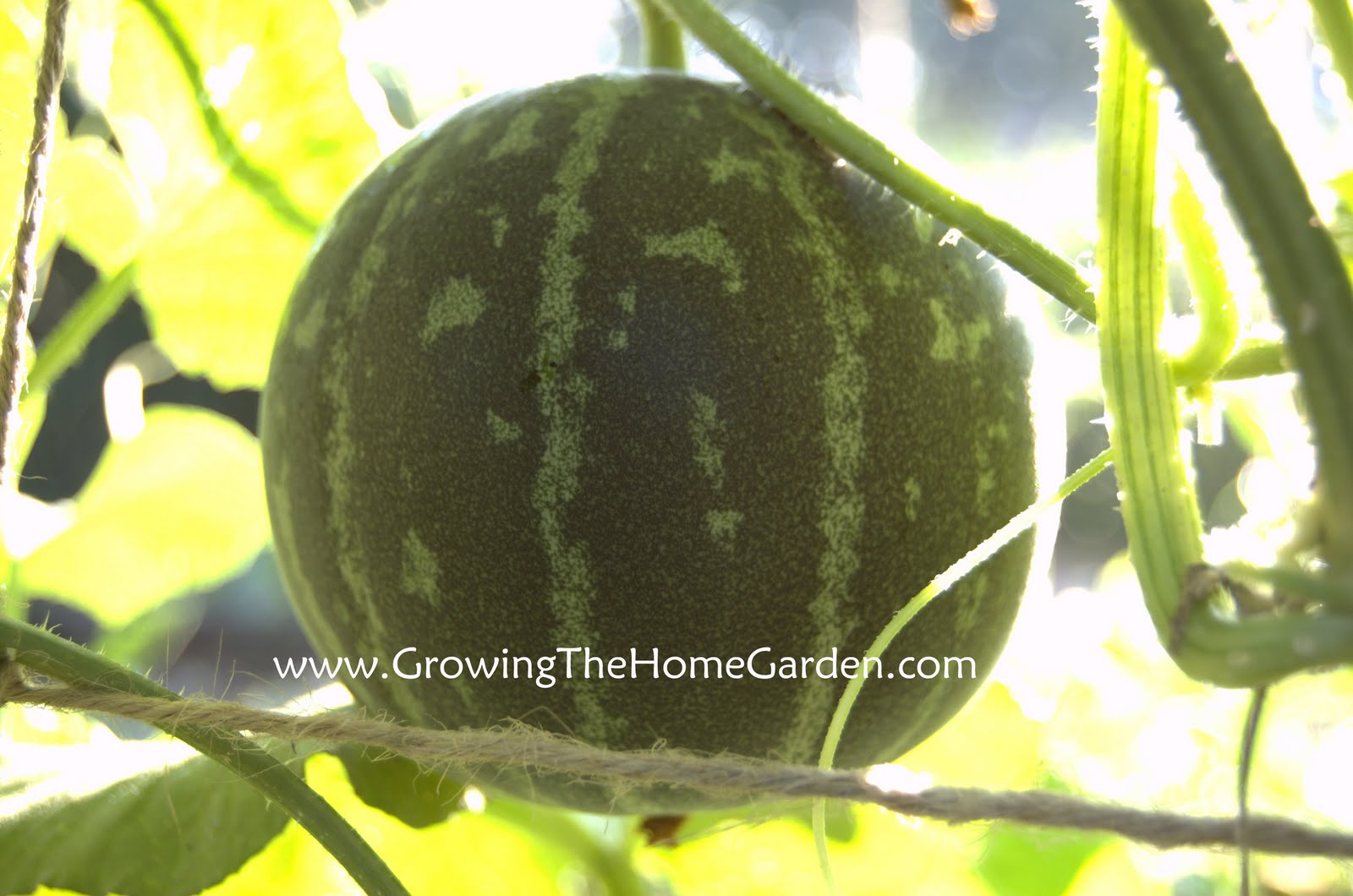 'Tigger' Melon Light and Sweet Growing The Home Garden