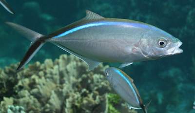 fish jack identification name species
