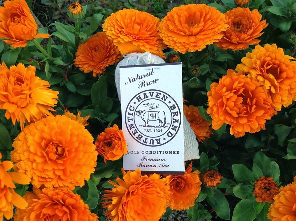 Cow Horse Manure Tea Alfalfa Tea For Roses Autumn in the Garden