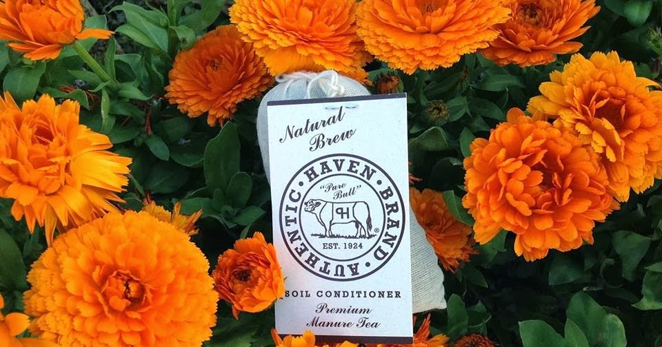 Cow Horse Manure Tea Alfalfa Tea For Roses Autumn in the Garden