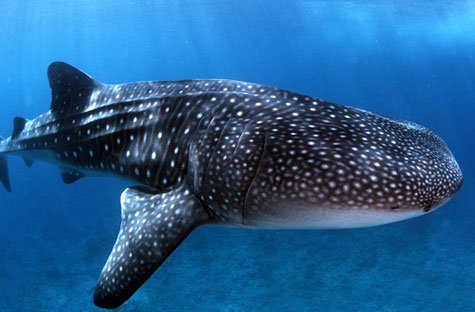Whale Shark Whale Shark