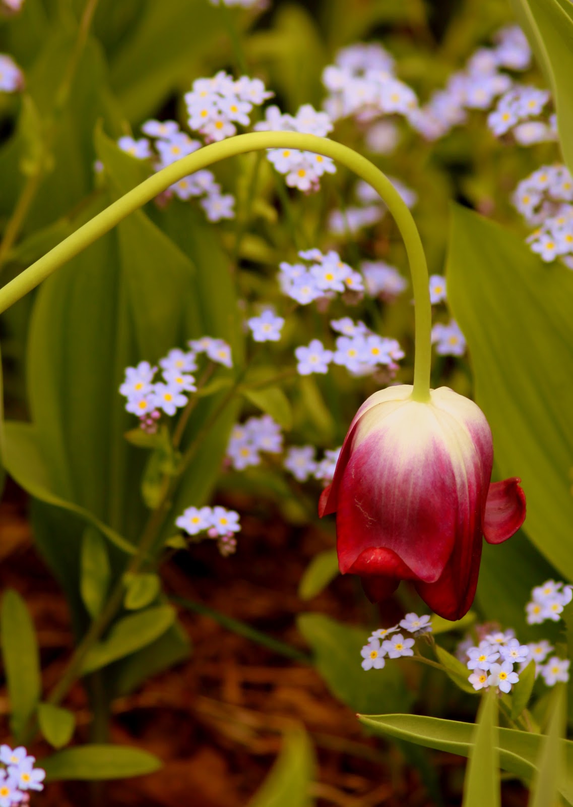 The Retirement Chronicles Out in My Spring Garden