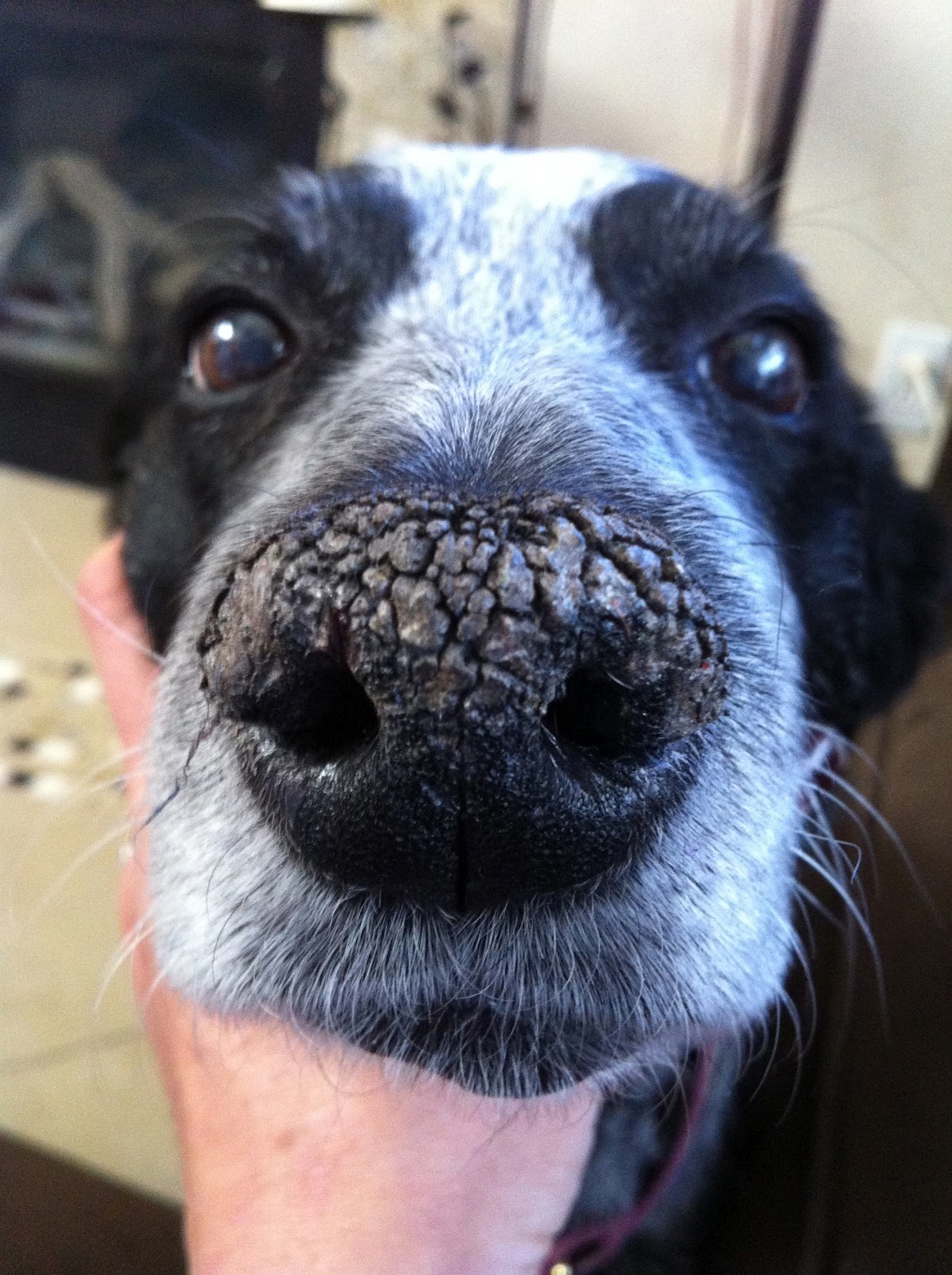 dog wet nose