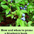 How and when to prune a blueberry bush #Organic_Gardening
