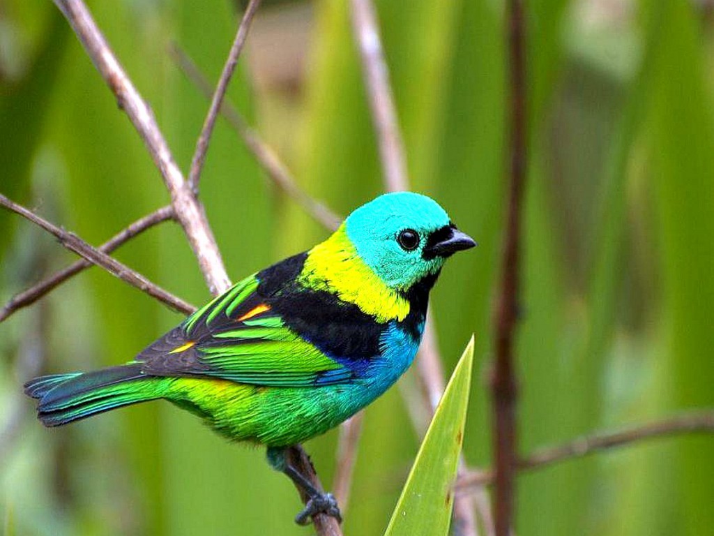 http://4.bp.blogspot.com/-skxXrYTo2oI/T9cbrh3GcRI/AAAAAAAABA8/0ek6G6agR-U/s1600/colourful%2Bbirds%2Bwallpaper%2B(5).jpg