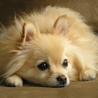 sad pomeranian image gallery sad pomeranian sad pomeranian image gallery sad pomeranian