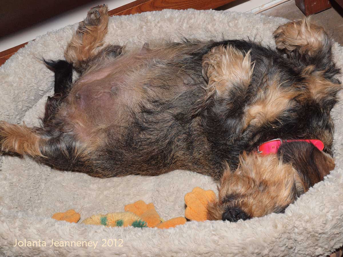 puppies getting born