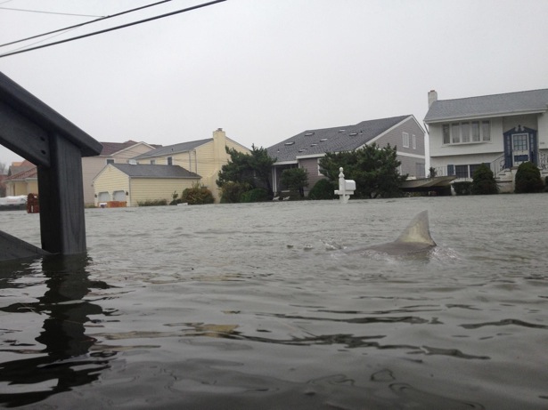 great%2Bwhite%2Bshark%2Band%2Bhurricane%2Bsandy.jpg