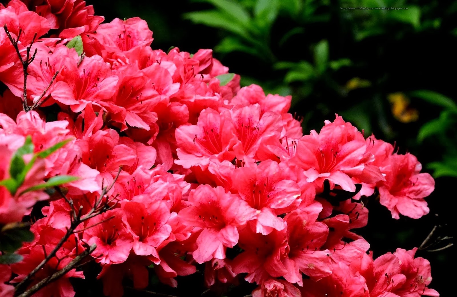 desktop wallpapers animals wallpapers flowers wallpapers birds wallpapers sad poetry desktop wallpapers animals wallpapers flowers wallpapers birds wallpapers sad poetry