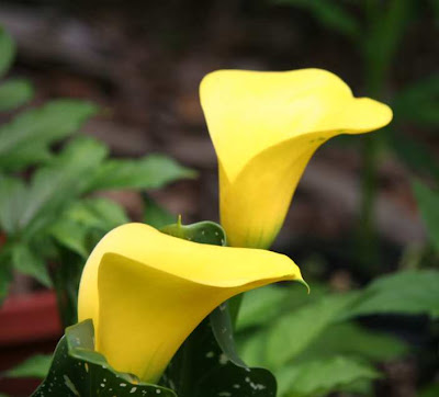 Calla Gold Rush