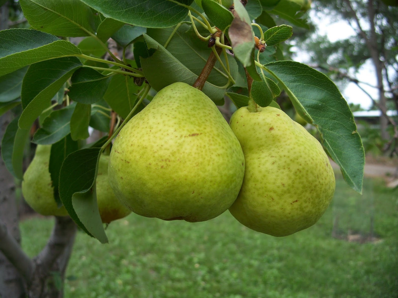 trees that please nursery a partridge in a pear tree twelve days of christmas instrumental