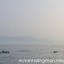 Chasing Dolphins