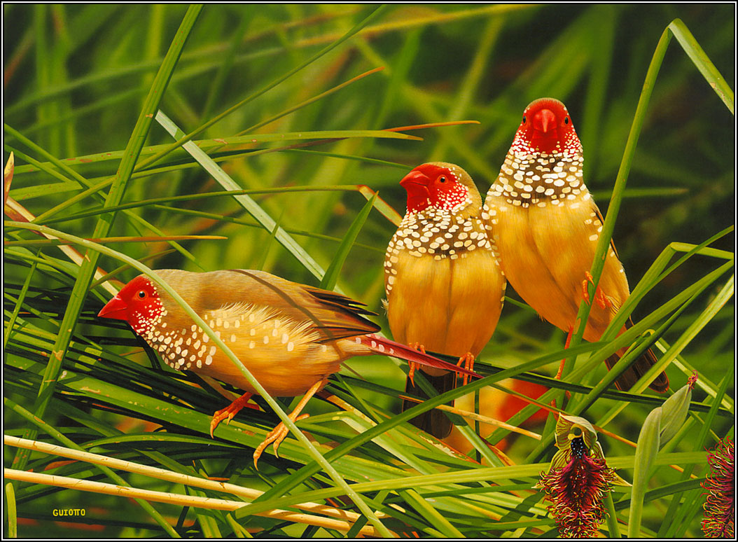 HD lovely birds wallpapers full hd Wallpapers HD lovely birds wallpapers full hd Wallpapers