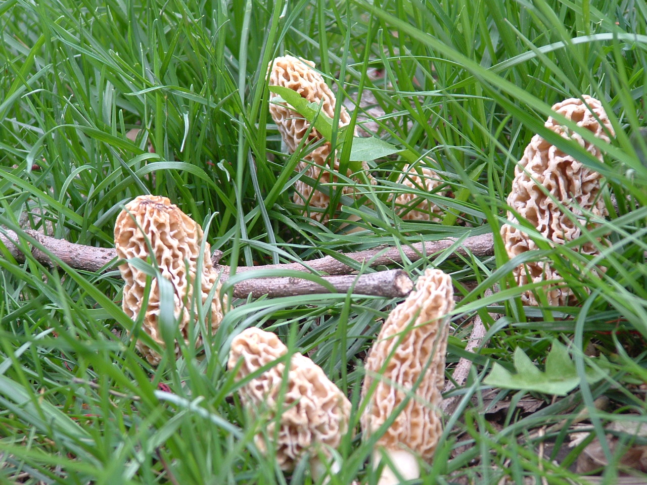 Outdoors Weather Guide Morels in the Forecast