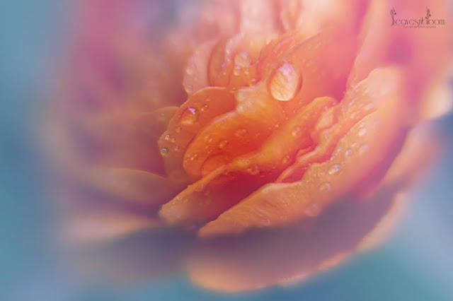 lensbaby flower images - orange ranunculus flowers with water droplets