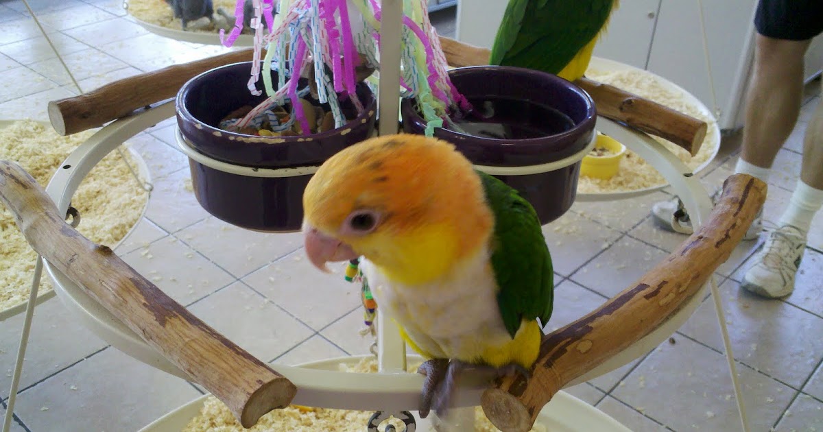 Silver Parrot Squawk!